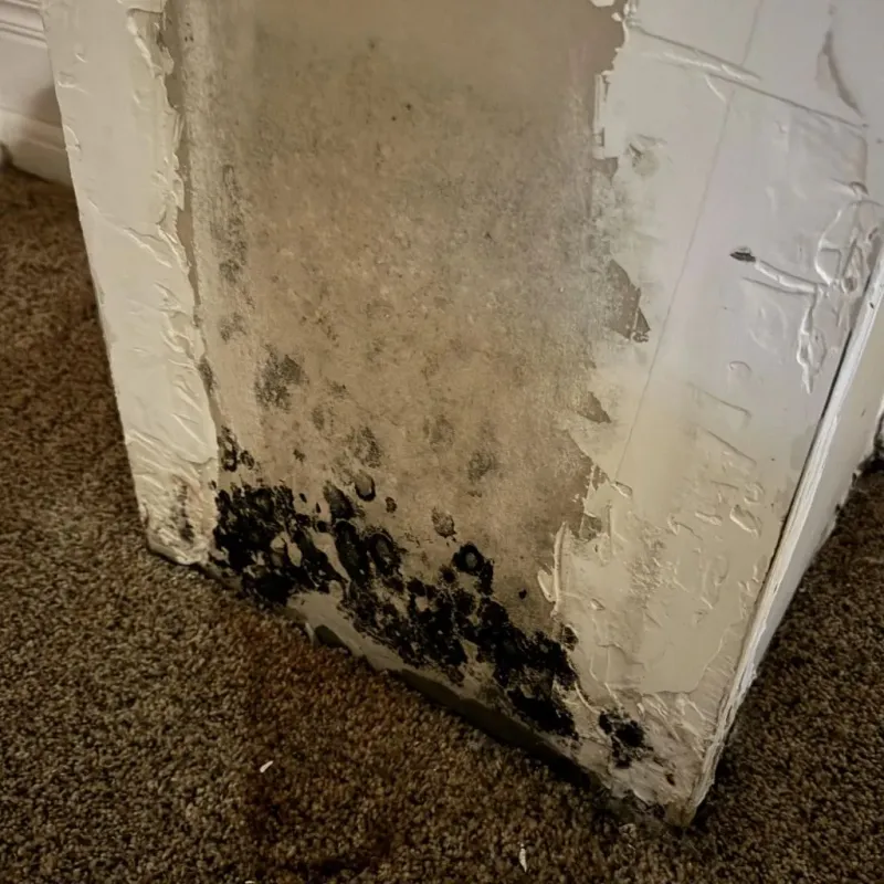 Professional Mold Removal in Roma, TX